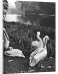 The pelicans of St James's Park, London by McLeish