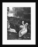 The pelicans of St James's Park, London by McLeish