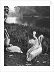 The pelicans of St James's Park, London by McLeish