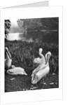 The pelicans of St James's Park, London by McLeish