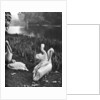 The pelicans of St James's Park, London by McLeish