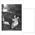 The pelicans of St James's Park, London by McLeish