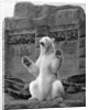 Polar bear on the Mappin Terrace at London Zoo by McLeish