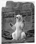 Polar bear on the Mappin Terrace at London Zoo by McLeish