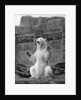 Polar bear on the Mappin Terrace at London Zoo by McLeish