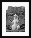 Polar bear on the Mappin Terrace at London Zoo by McLeish