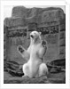Polar bear on the Mappin Terrace at London Zoo by McLeish