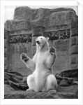 Polar bear on the Mappin Terrace at London Zoo by McLeish
