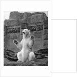 Polar bear on the Mappin Terrace at London Zoo by McLeish