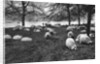 Scottish sheep by the Serpentine, Hyde Park, London by Anonymous