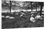 Scottish sheep by the Serpentine, Hyde Park, London by Anonymous