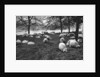 Scottish sheep by the Serpentine, Hyde Park, London by Anonymous