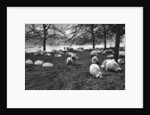 Scottish sheep by the Serpentine, Hyde Park, London by Anonymous