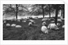 Scottish sheep by the Serpentine, Hyde Park, London by Anonymous