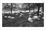 Scottish sheep by the Serpentine, Hyde Park, London by Anonymous
