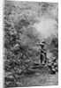 Kenyah men hunting for monkeys with blowpipes, Borneo by Dr Charles Hose