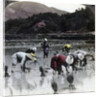 Transplanting rice in a paddy field, Japan by Underwood & Underwood