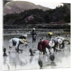 Transplanting rice in a paddy field, Japan by Underwood & Underwood