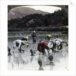 Transplanting rice in a paddy field, Japan by Underwood & Underwood