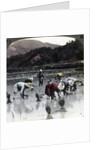 Transplanting rice in a paddy field, Japan by Underwood & Underwood