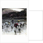 Transplanting rice in a paddy field, Japan by Underwood & Underwood