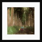 An avenue of cryptomeria (cedar) trees, Nikko, Japan by Underwood & Underwood