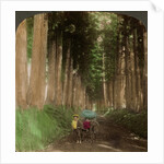An avenue of cryptomeria (cedar) trees, Nikko, Japan by Underwood & Underwood