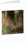 An avenue of cryptomeria (cedar) trees, Nikko, Japan by Underwood & Underwood