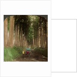 An avenue of cryptomeria (cedar) trees, Nikko, Japan by Underwood & Underwood
