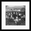 Tea-picking in Uji, Japan by Underwood & Underwood