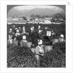 Tea-picking in Uji, Japan by Underwood & Underwood