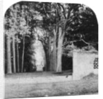 The Avenue, Guy's Cliff, Warwick by Anonymous