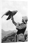 A British officer with a tamed golden eagle, Salonika, Greece, First World War by Anonymous