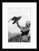 A British officer with a tamed golden eagle, Salonika, Greece, First World War by Anonymous