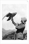 A British officer with a tamed golden eagle, Salonika, Greece, First World War by Anonymous