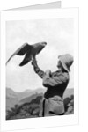 A British officer with a tamed golden eagle, Salonika, Greece, First World War by Anonymous