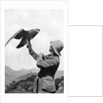 A British officer with a tamed golden eagle, Salonika, Greece, First World War by Anonymous