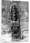 A mystery monolith in the primeval forest of Quirigua, Guatemala by Alfred P Maudsley