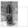 A mystery monolith in the primeval forest of Quirigua, Guatemala by Alfred P Maudsley
