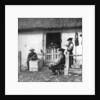Leisure time for cowherds, Hungary by AW Cutler
