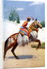 An Arab dancing horse, Udaipur, India by Herbert Ponting
