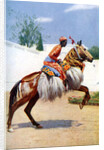 An Arab dancing horse, Udaipur, India by Herbert Ponting