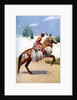 An Arab dancing horse, Udaipur, India by Herbert Ponting