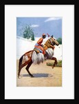 An Arab dancing horse, Udaipur, India by Herbert Ponting