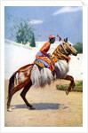 An Arab dancing horse, Udaipur, India by Herbert Ponting