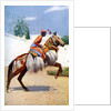 An Arab dancing horse, Udaipur, India by Herbert Ponting