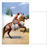An Arab dancing horse, Udaipur, India by Herbert Ponting