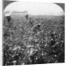 A cotton plantation, Rome, Georgia, USA by BL Singley