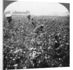 A cotton plantation, Rome, Georgia, USA by BL Singley