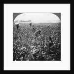A cotton plantation, Rome, Georgia, USA by BL Singley